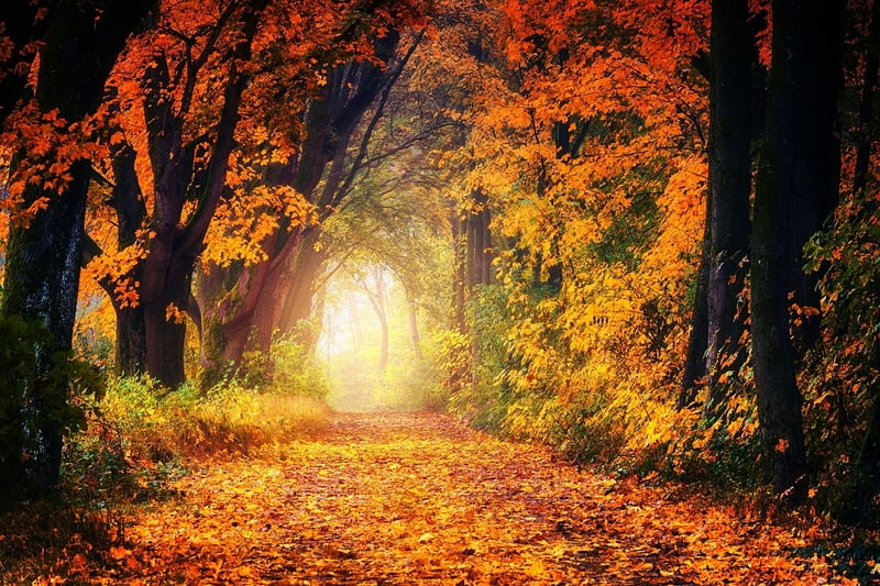 Mystical Forest Pathway